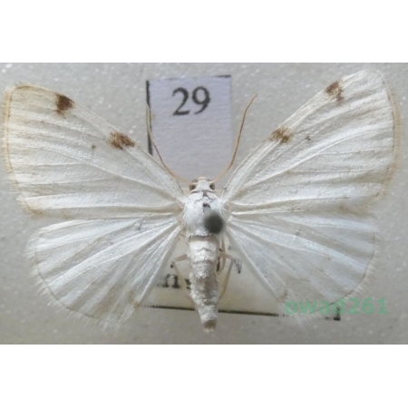 Lomographa bimaculata (Fabricius, 1775) Czech29